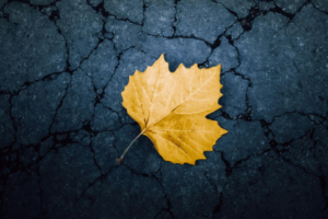 A yellow leaf rests on a concrete surface with multiple cracks in it
